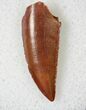 Nice Large Raptor Tooth From Morocco - #19173-1